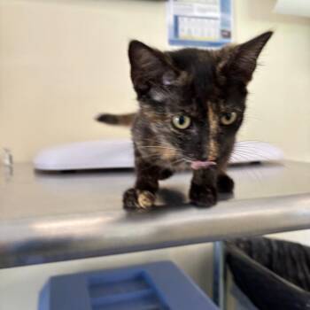 Stormy -  Domestic Short Hair Cat for Adoption in Galax, Virginia - Stormy | PetCurious
