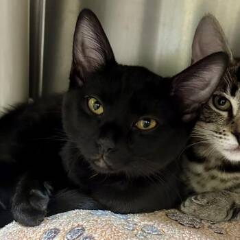 Domestic Short Hair Cats Available for Adoption in Walnut Creek, California - Cherry Hamster | PetCurious