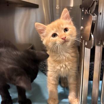 Yee-Haw -  Domestic Short Hair Cat Available for Adoption in Charleston, South Carolina - Yee-Haw | PetCurious