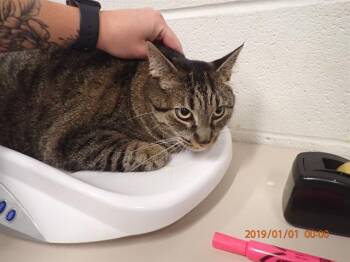 Rescue Domestic Short Hair Cats for Adoption in St. Peters, Missouri - TWINKIE | PetCurious