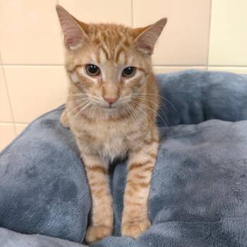 Ziggy -  Domestic Short Hair Cat for Adoption in East Hampton, New York - Ziggy | PetCurious