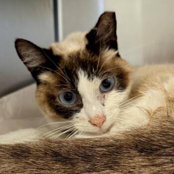 Domestic Short Hair and Siamese Cats Available for Adoption in Palm Springs, California - Ube | PetCurious