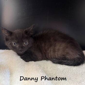 Danny Phantom -  Domestic Short Hair Cat for Adoption in Yucaipa, California - Danny Phantom | PetCurious