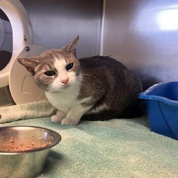 Domestic Short Hair Cats Available for Adoption in Evanston, Illinois - French Toast | PetCurious