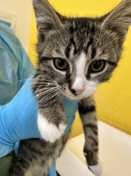 Grayson -  Domestic Short Hair Cat for Adoption in Raleigh, North Carolina - Grayson | PetCurious