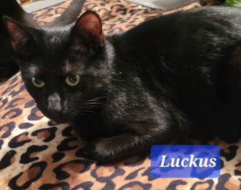 Rescue Domestic Long Hair Cats for Adoption in Locust Grove, Georgia - Lukus | PetCurious