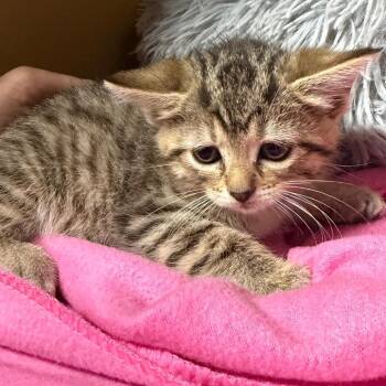 Ann -  Domestic Short Hair Cat for Adoption in Madisonville, Kentucky - Ann | PetCurious