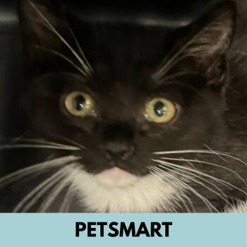 Jerry -  Domestic Short Hair Cat for Adoption in Lakewood, Colorado - Jerry | PetCurious