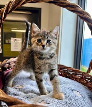 Rescue Domestic Short Hair Cats for Adoption in Minot, North Dakota - Peach | PetCurious