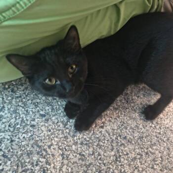 Velvet -  Domestic Short Hair Cat for Adoption in Knoxville, Tennessee - Velvet | PetCurious