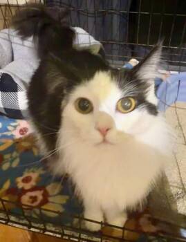 VIXEN -  Domestic Medium Hair Cat for Adoption in Lake Ozark, Missouri - VIXEN | PetCurious