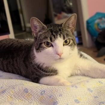 Harvey -  Domestic Short Hair Cat for Adoption in Atlanta, Georgia - Harvey | PetCurious