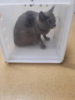 Domestic Short Hair Cats Available for Adoption in St. Peters, Missouri - A529698 | PetCurious