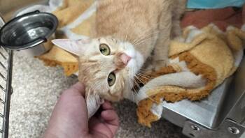 LILITH -  Domestic Short Hair Cat for Adoption in Pueblo, Colorado - LILITH | PetCurious