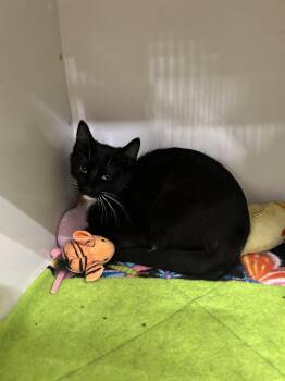 Carlos -  Domestic Short Hair Cat for Adoption in Walled Lake, Michigan - Carlos | PetCurious