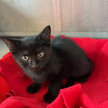 Butterfinger -  Domestic Short Hair Cat for Adoption in Sarasota, Florida - Butterfinger | PetCurious