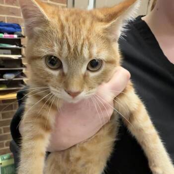 Kyle -  Domestic Short Hair Cat for Adoption in Birmingham, Alabama - Kyle | PetCurious