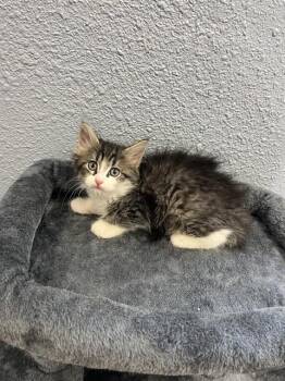 MEATLUG -  Domestic Short Hair Cat for Adoption in Killeen, Texas - MEATLUG | PetCurious