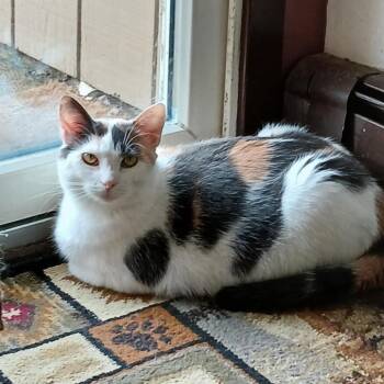 Rescue Domestic Short Hair Cats for Adoption in Stoughton, Wisconsin - Minnie | PetCurious