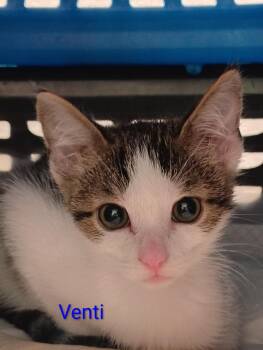 Venti -  Domestic Short Hair Cat for Adoption in Lincoln, California - Venti | PetCurious