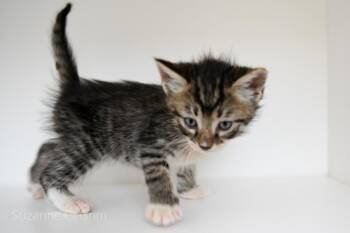 Moon -  Domestic Medium Hair Cat Available for Adoption in Elmwood, Louisiana - Moon | PetCurious