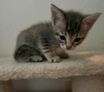 Sausage -  Domestic Short Hair Cat Available for Adoption in Bossier City, Louisiana - Sausage | PetCurious