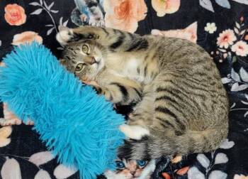 Larry Allen -  Domestic Short Hair Cat for Adoption in Somerset, Kentucky - Larry Allen | PetCurious