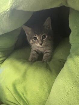 Rescue Domestic Short Hair Cats for Adoption in Algona, Iowa - DINAH | PetCurious