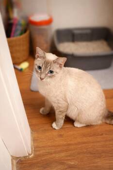 Siamese Cats Available for Adoption in The Woodlands, Texas - Rita | PetCurious