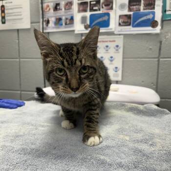 Wizard (Barn Cat) -  Domestic Medium Hair Cat for Adoption in West Olive, Michigan - Wizard (Barn Cat) | PetCurious