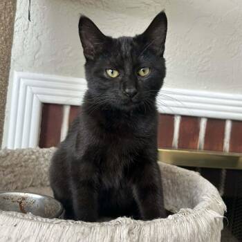 Domestic Short Hair Cats Available for Adoption - Phil | PetCurious