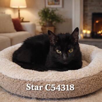 Domestic Short Hair Cats Available for Adoption in Clarksville, Tennessee - Star | PetCurious