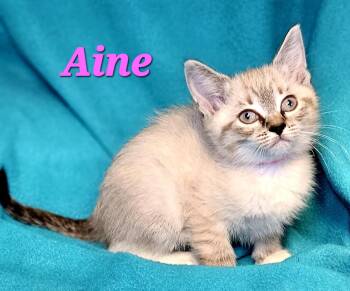 Siamese Cats Available for Adoption in Macon, Georgia - Aine | PetCurious