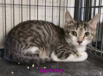 Domestic Short Hair Cats Available for Adoption - Tayberry | PetCurious