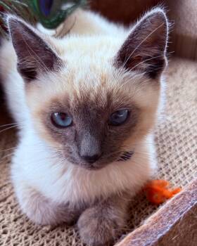 Stardust (bonded with Ziggy) -  Siamese Cat for Adoption in San Francisco, California - Stardust (bonded With Ziggy) | PetCurious