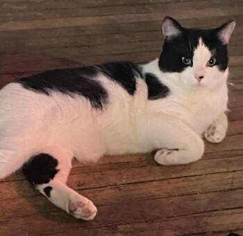 Domestic Short Hair Cats Available for Adoption - Oreo  | PetCurious