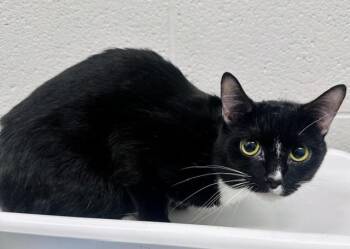 BLUE BERRY -  Domestic Short Hair Cat for Adoption in Derwood, Maryland - BLUE BERRY | PetCurious