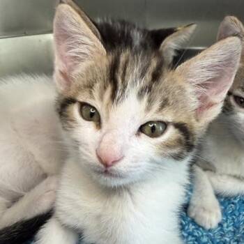 Eepin -  Domestic Short Hair Cat for Adoption in Los Angeles, California - Eepin | PetCurious