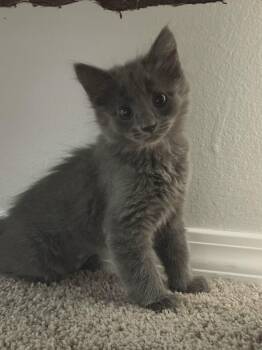 Domestic Medium Hair Cats Available for Adoption in Albuquerque, New Mexico - Moira | PetCurious