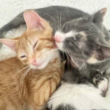 Tommy -  Siamese Cat for Adoption in New Braunfels, Texas - Tommy | PetCurious