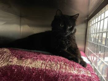 Rescue Domestic Long Hair Cats for Adoption in Pittsfield, Illinois - Wednesday | PetCurious