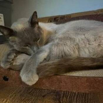 Macchiato -  Siamese Cat for Adoption in Belfair, Washington - Macchiato | PetCurious