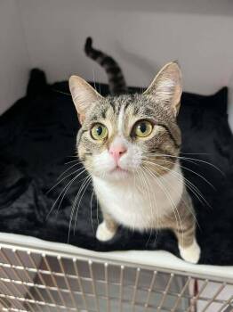 Domestic Short Hair Cats Available for Adoption - Thomas | PetCurious