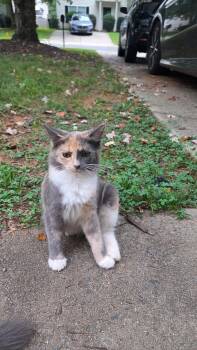 Kanao, Genya -  Domestic Long Hair Cat for Adoption in Charlotte, North Carolina - Kanao, Genya | PetCurious