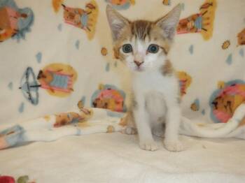 LYANNA -  Domestic Short Hair Cat for Adoption in San Jose, California - LYANNA | PetCurious