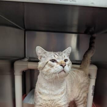Diesel -  Domestic Short Hair Cat for Adoption in St. Augustine, Florida - Diesel | PetCurious