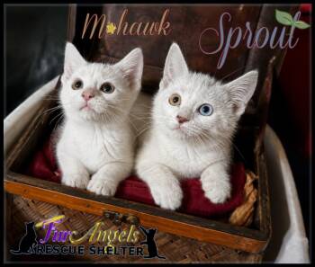 Domestic Short Hair Cats Available for Adoption in Ottawa Hills, Ohio - Mohawk & Sprout | PetCurious