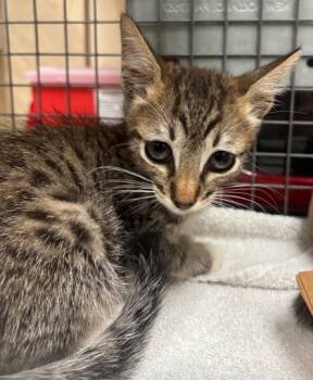 Sparkler -  Domestic Short Hair Cat for Adoption in Honolulu, Hawaii - Sparkler | PetCurious