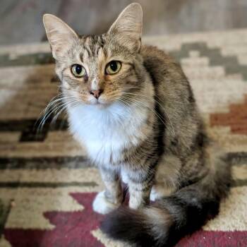 Saffron Rice -  Domestic Medium Hair Cat for Adoption in Richmond, Virginia - Saffron Rice | PetCurious