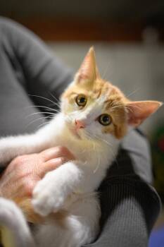 Domestic Short Hair Cats Available for Adoption in Vallejo, California - Charles LeKitty | PetCurious